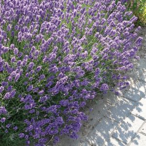 Lavandula angustifolia 'Dwarf Blue' - Lavendel