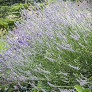 Lavandula intermedia 'Grappenhall' - Lavendel