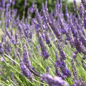 Lavandula intermedia 'Grosso' - Lavendel
