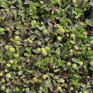 Leptinella squalida - Koperknoopje