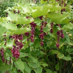 Leycesteria formosa 'Purple Rain' - Fazantenbes