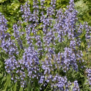 Lobelia siphilitica - Lobelia
