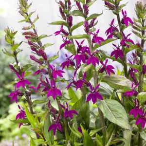 Lobelia 'Tania' - Lobelia