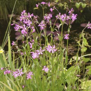Lychnis flos-cuculi - Koekoeksbloem