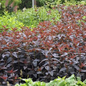 Lysimachia ciliata 'Firecracker' - Wederik