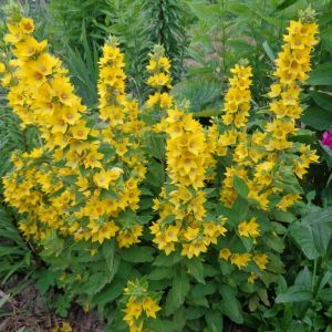 Lysimachia punctata - Wederik