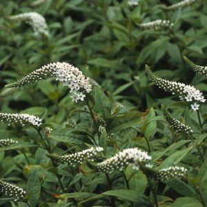 Lysimachia clethroides - Wederik