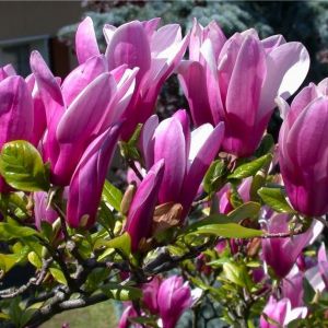 Magnolia 'Susan' op Stam - Beverboom