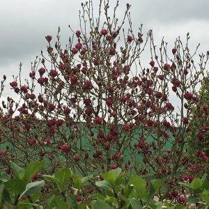 Magnolia 'Genie' - Beverboom