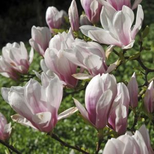 Magnolia 'Soulangeana' - Tulpenboom