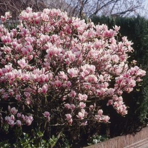 Magnolia 'Soulangeana' - Tulpenboom