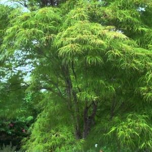 Acer palmatum 'Koto-no-ito' - Japanse Esdoorn