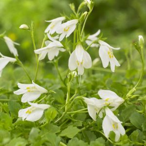 Mazus reptans 'Albus'