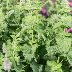 Mentha villosa 'Mojito' - Cubaanse Munt
