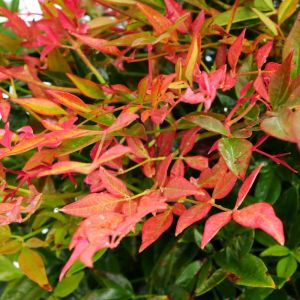 8 x Nandina domestica Gulfstream - Hemelse Bamboe in C2 pot met hoogte 10-20cm 