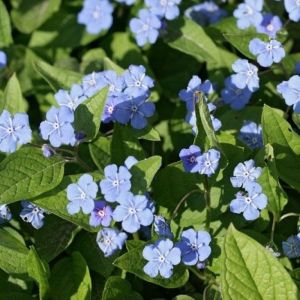 Omphalodes verna - Amerikaans vergeet-mij-nietje