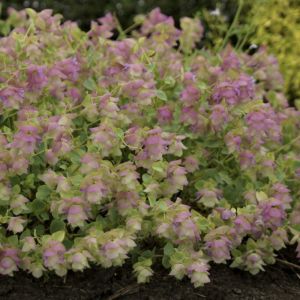 Origanum rotundifolium Kent Beauty - Marjolein