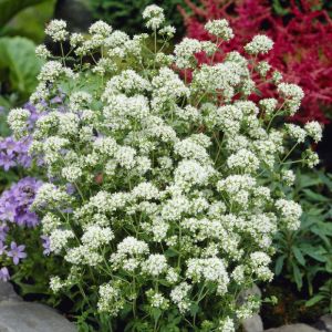 Origanum vulgare 'Album' - Marjolein