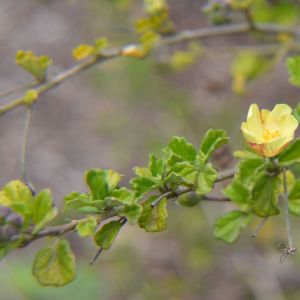 Pavonia praemosa 'Yellow Mellow' - Pavonia