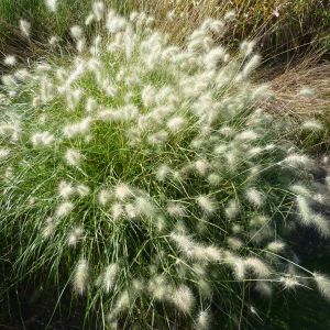 Pennisetum villosum - Lampenpoetsersgras