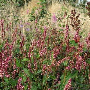 Persicaria amplexicaulis 'Early Pink Lady' - Duizendknoop