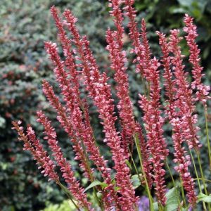 Persicaria amplexicaulis 'Orangefield' - Duizendknoop