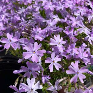 Phlox subulata 'Purple Beauty' - Kruipphlox