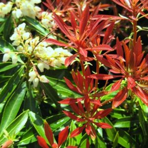 Pieris japonica 'Mountain Fire' - Rotsheide