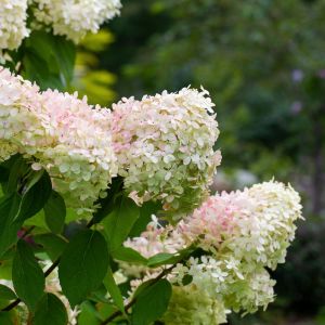 Hydrangea paniculata ‘Limelight’ met crèmewitte en zachtroze bloemaren in de nazomer