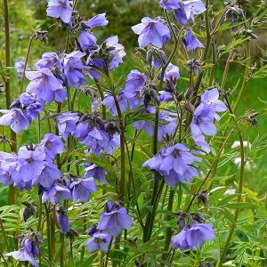 Polemonium caeruleum 'Bambino Blue' - Jacobsladder