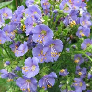 Polemonium caeruleum - Jacobsladder