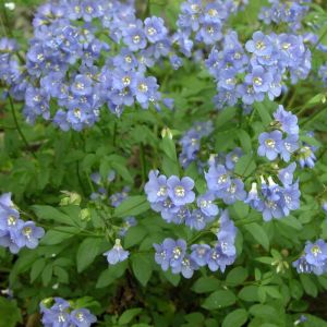 Polemonium caeruleum - Jacobsladder