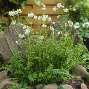 Polemonium caeruleum 'Album' - Jacobsladder 