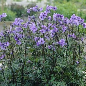 Polemonium yezoense 'Bressingham Purple' - Jacobsladder