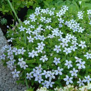 Pratia angulata 'Treadwellii' - Pratia
