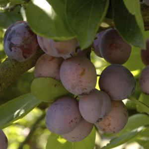 Prunus domestica 'Opal' op stam - Pruimenboom