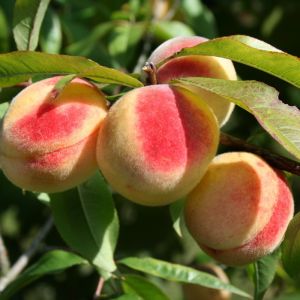 Prunus persica op stam - Perzikboom