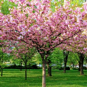 Prunus triloba - Amandelboompje