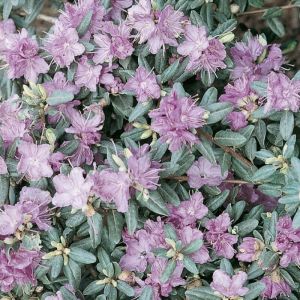 Rhododendron 'Arends Favorit' - Dwergrhododendron