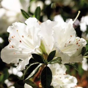 Rhododendron ENCORE 'Pure White Julia'