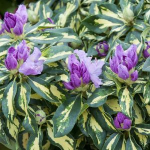 Rhododendron 'Goldflimmer' - Rododendron