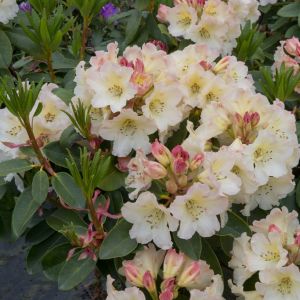 Rhododendron 'Horizon Monarch'