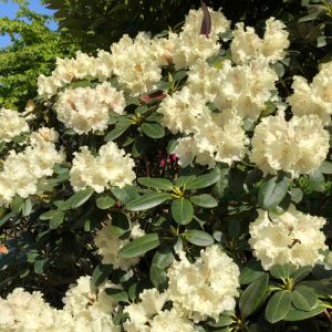 Rhododendron 'Horizon Monarch' - Rododendron