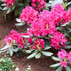 Rhododendron 'Nova Zembla' - Rododendron