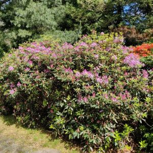 Rhododendron ponticum 'Roseum' - Rhododendron