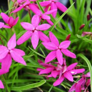 Rhodohypoxis 'Donald Man' - Sterretjesgras of Roodsterretje