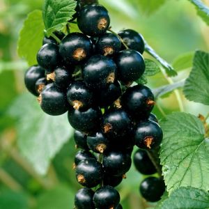 Ribes nigrum 'Titania' - Zwarte Bes