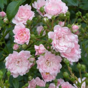 Rosa the Fairy 'Pink' - Trosroos