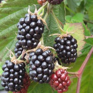 Rubus fruticosa 'Chester Thornless' - Braam