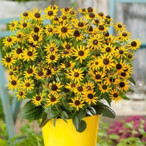 Rudbeckia fulgida 'Little Goldstar' - Zonnehoed